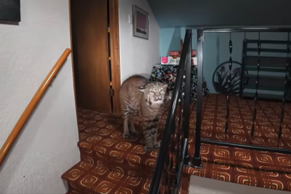 Police find novel use for UAV after wild animal breaks into Seattle-area home – GeekWire
