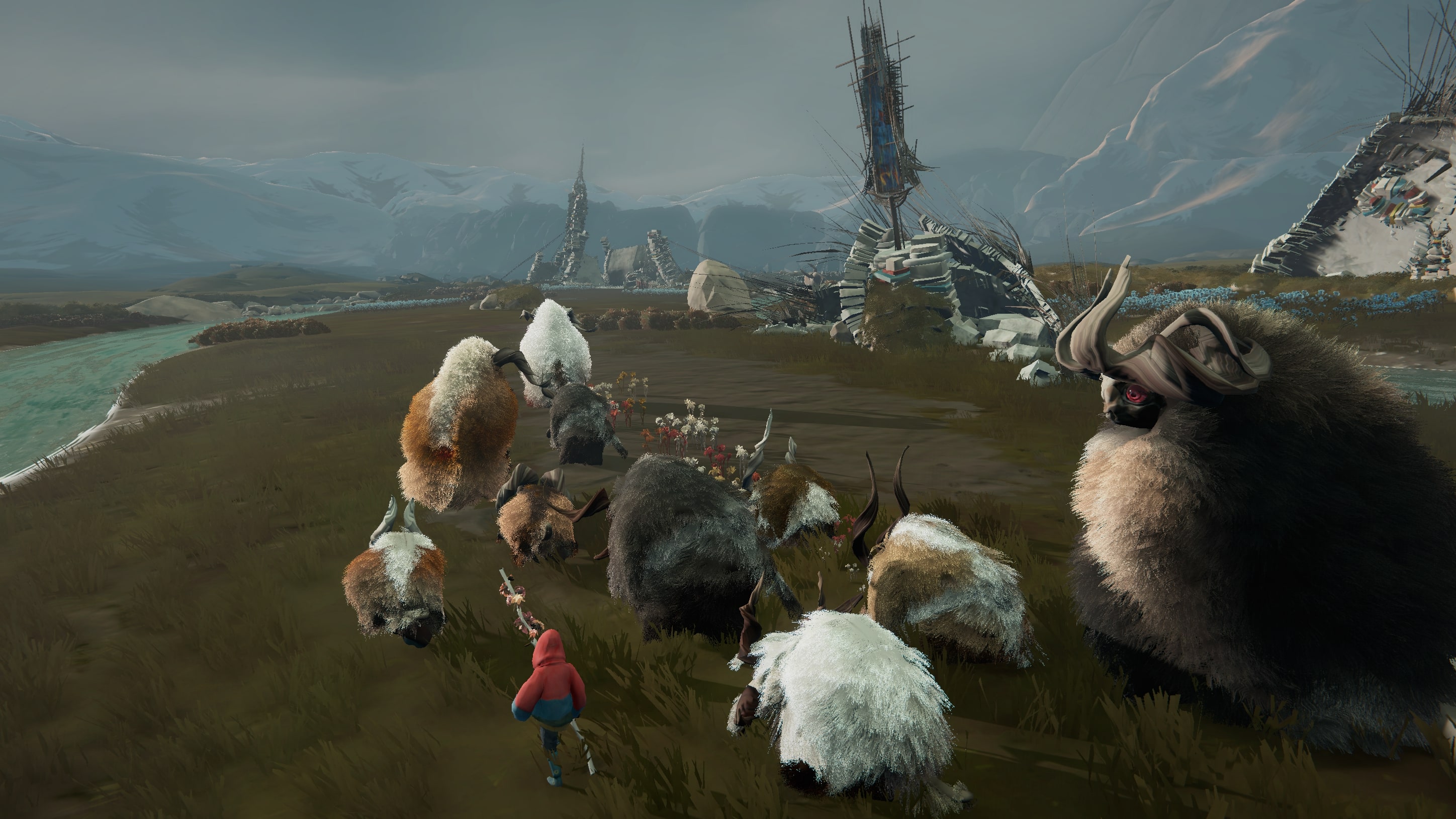 A shepherd herding large hairy animals 